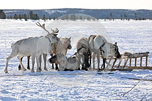 Reindeer team of Nenets reindeer herders on vacation in the tundra of Yamal