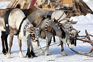 Reindeer team of Nenets reindeer herders in winter in Siberia