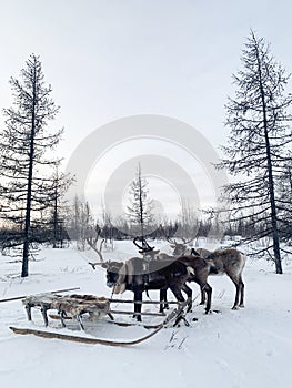 Reindeer team in Siberia in the community of the Nenets. Well groomed deer. Harnessed team in snowy weather.