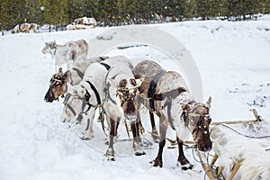 Reindeer in a team in winter in northern Russia, Khanty-Mansiysk District, at the celebration of the Day of the Reindeer