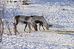 Reindeer in their natural environment eating in the snow in scandinavia