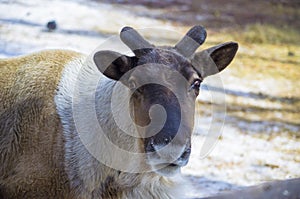 Reindeer took off the horns.