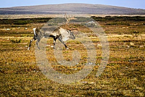 Reindeer on tundra