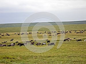 Reindeer in the tundra. Pastures for . Reindeer breeding