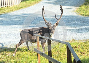 Reindeer visiting cottage village  Bruksvallarna Sweden