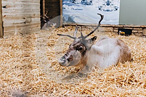 Reindeer in the Whitehall