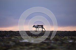 Reindeer in the wild in Iceland