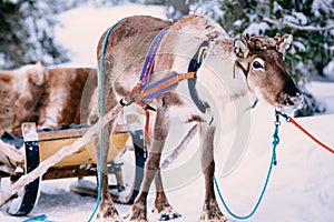 Reindeer in a winter forest in Lapland. Finland