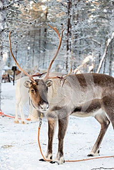 Reindeer in winter, Lapland Finland