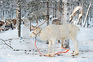 Reindeer in winter, Lapland Finland