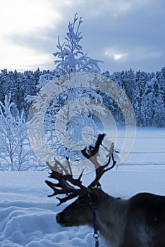 A reindeer during winter in Lapland, Sweden, Norrbotten