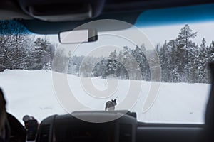 Reindeer in winter road in Nuorgam, Lapland, Finland