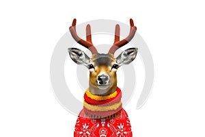 reindeer in winter sweater isolated on a white background