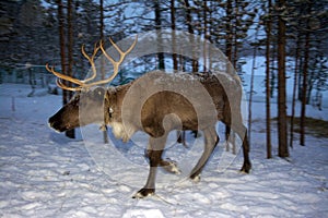 Reindeer are in the woods during the polar night