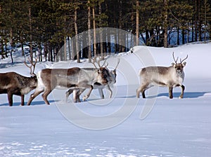 Reindeers-02