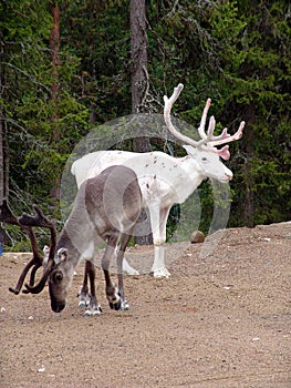 Reindeers