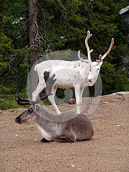 Reindeers