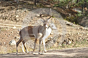 Reindeers at the Arctic Circle