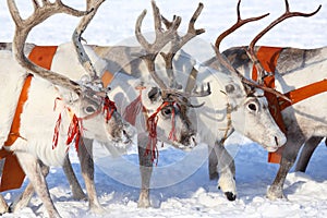 Reindeers close up