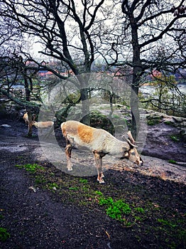 Reindeers in dark winter forest.