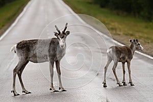 Reindeers on the drive way