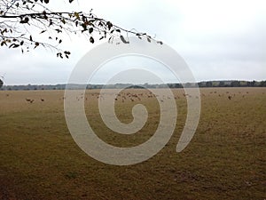 Reindeers on a field