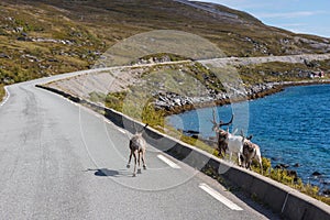 Reindeers in Finnmark, Norway.