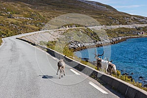 Reindeers in Finnmark, Norway. photo