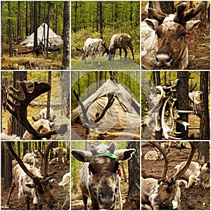 Reindeers in the forest in Mongolia