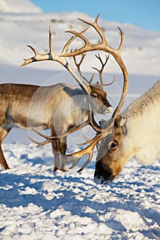 Reindeers graze in deep snow in natural environment in Tromso region, Northern Norway.