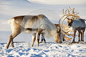 Reindeers graze in deep snow in natural environment in Tromso region, Northern Norway. photo