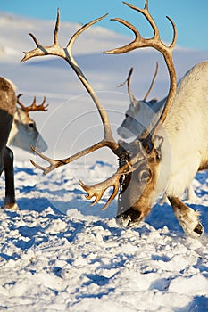 Reindeers graze in deep snow in natural environment in Tromso region, Northern Norway.