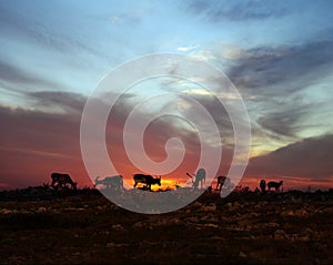 Reindeers in Lapland midnight sun