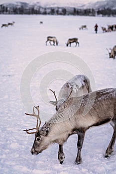 Reindeers looking for food in winter
