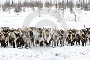 Reindeers migrate for a best grazing in the tundra