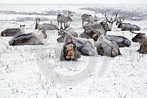 Reindeers migrate for a best grazing in the tundra nearby of polar circle in a cold winter day