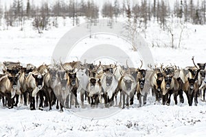 Reindeers migrate for a best grazing in the tundra photo