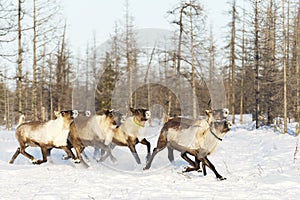 Reindeers migrate for a best grazing in the tundra photo