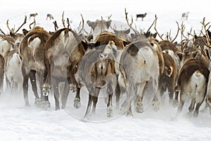 Reindeers migrate for a best grazing in the tundra nearby of polar circle in a cold winter day