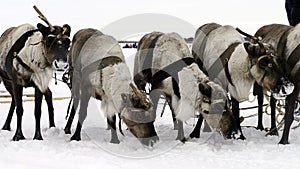 Reindeers on national holiday on Yamal