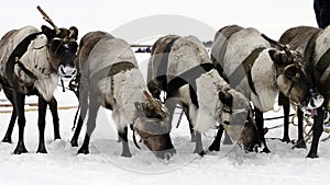Reindeers on the national holiday on Yamal eating snow
