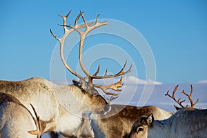 Reindeers in natural environment with a deep blue sky at the background in Tromso region, Northern Norway.