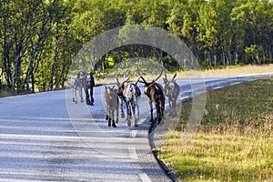 Reindeers in natural environment, Roros region