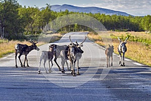 Reindeers in natural environment, Roros region