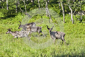 Reindeers in natural environment, Roros region