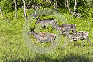 Reindeers in natural environment, Roros region