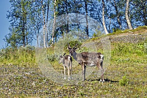 Reindeers in natural environment, Roros region