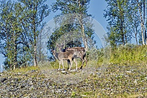 Reindeers in natural environment, Roros region