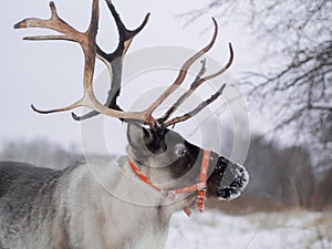 Reindeers in natural environment in the snow