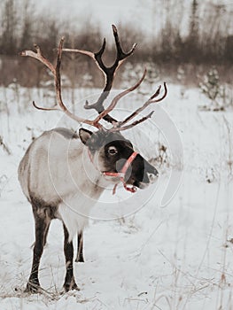Reindeers in natural environment in the snow
